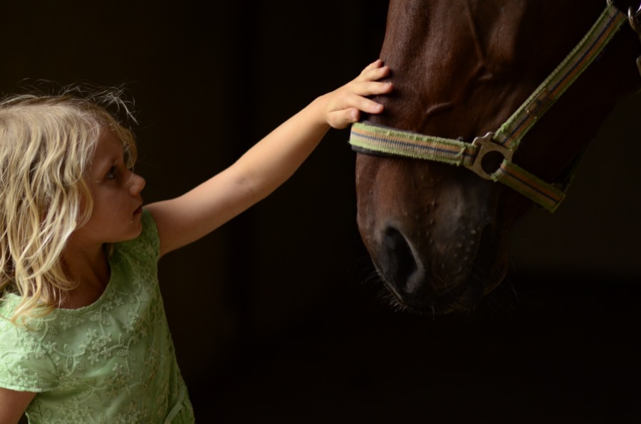 PZJ Odznaki jeździeckie